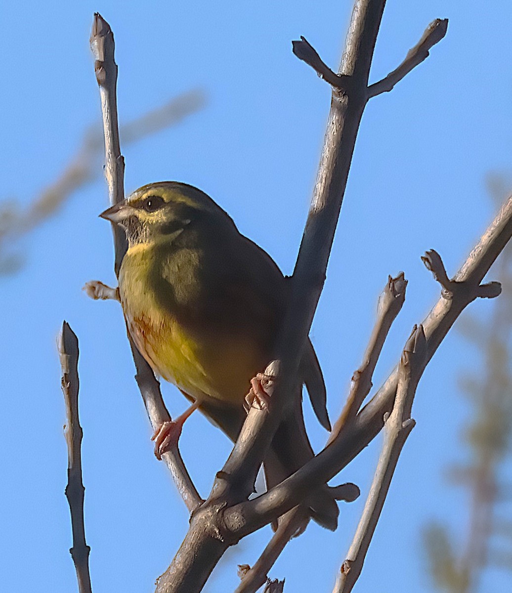 Cirl Bunting - ML628131613