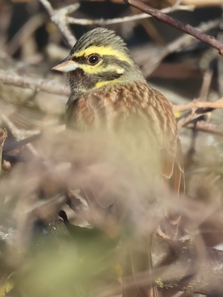 Cirl Bunting - ML628131614