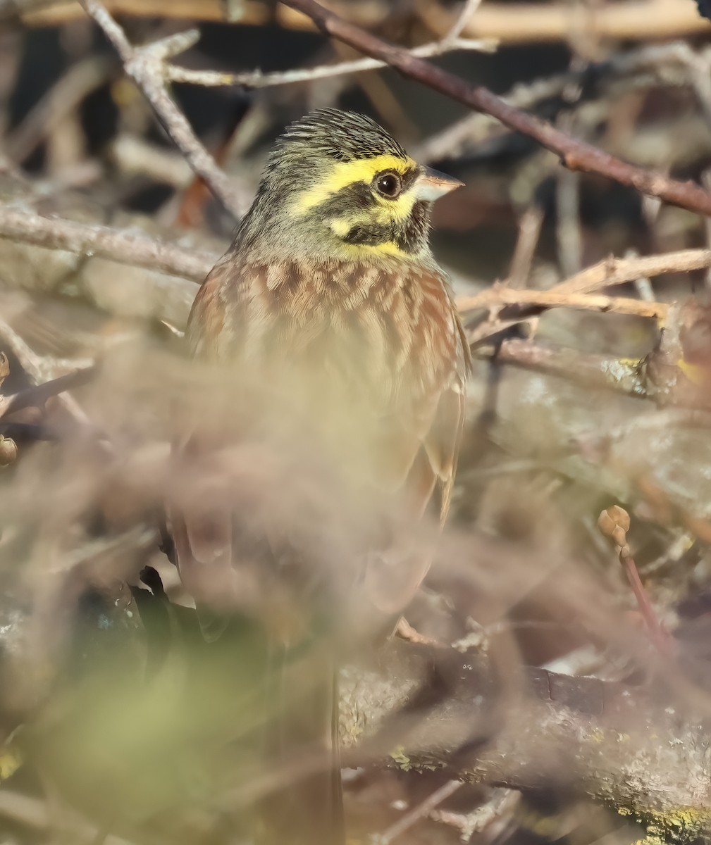 Cirl Bunting - ML628131615