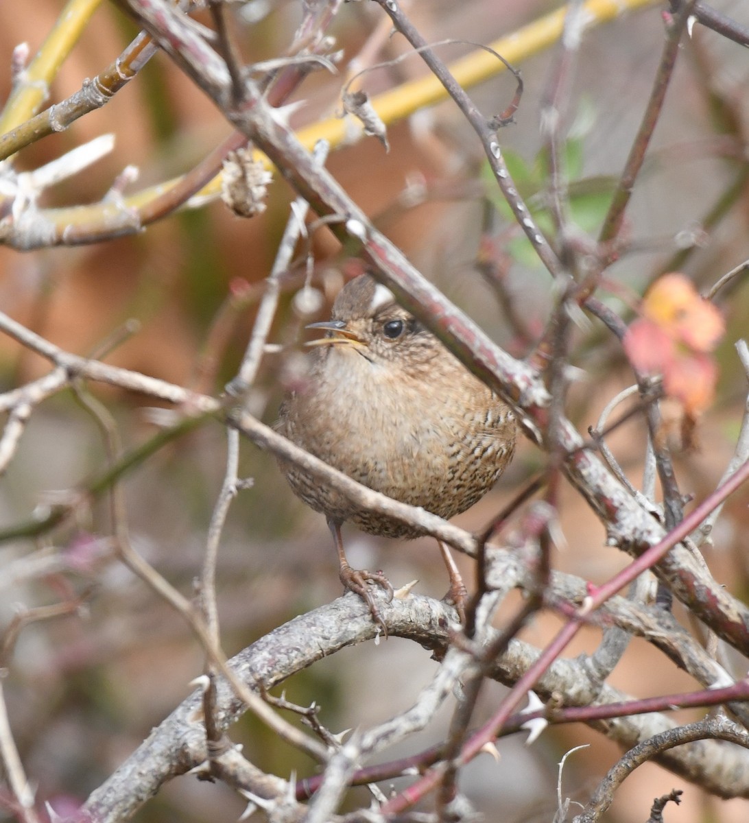 Winter Wren - ML628131617