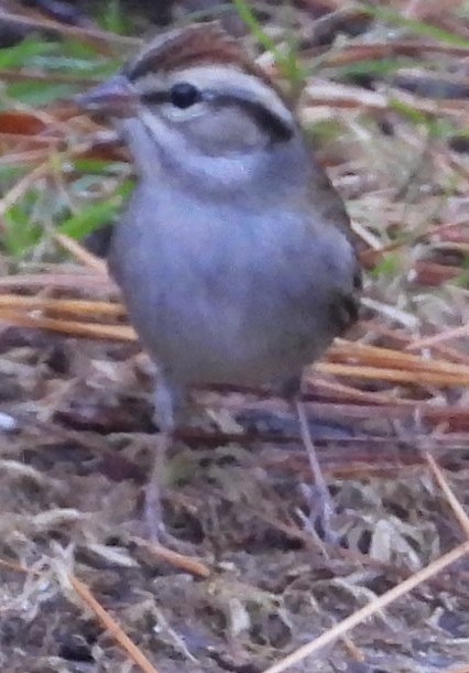 Chipping Sparrow - ML628131619