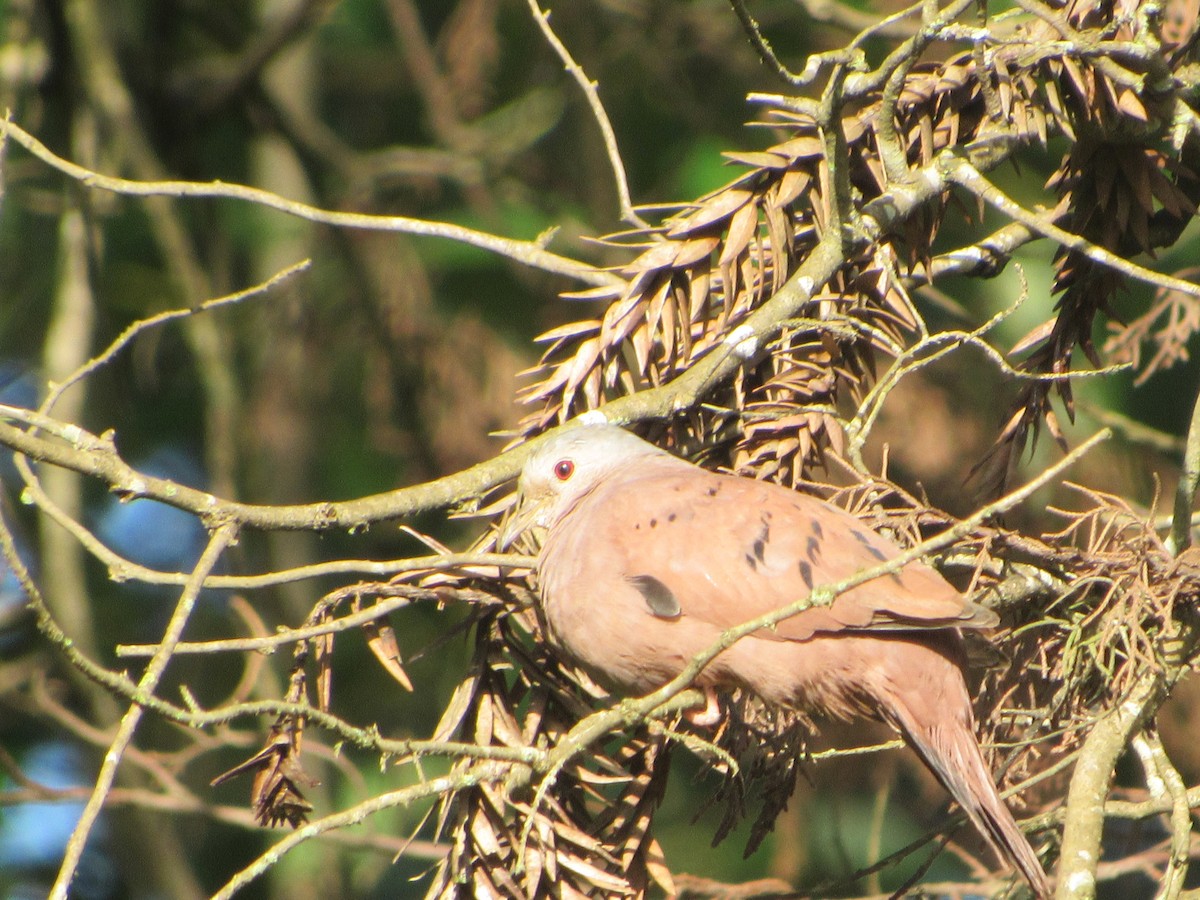 Ruddy Ground Dove - ML628131685