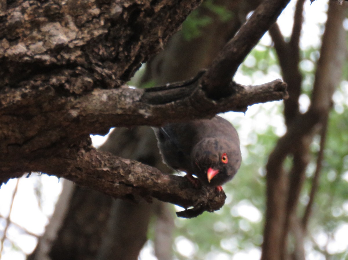 Retz's Helmetshrike - ML628131686