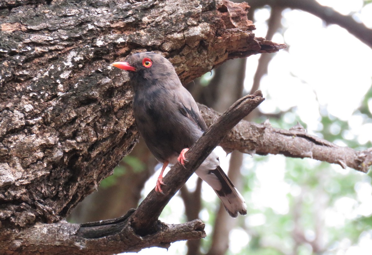 Retz's Helmetshrike - ML628131688