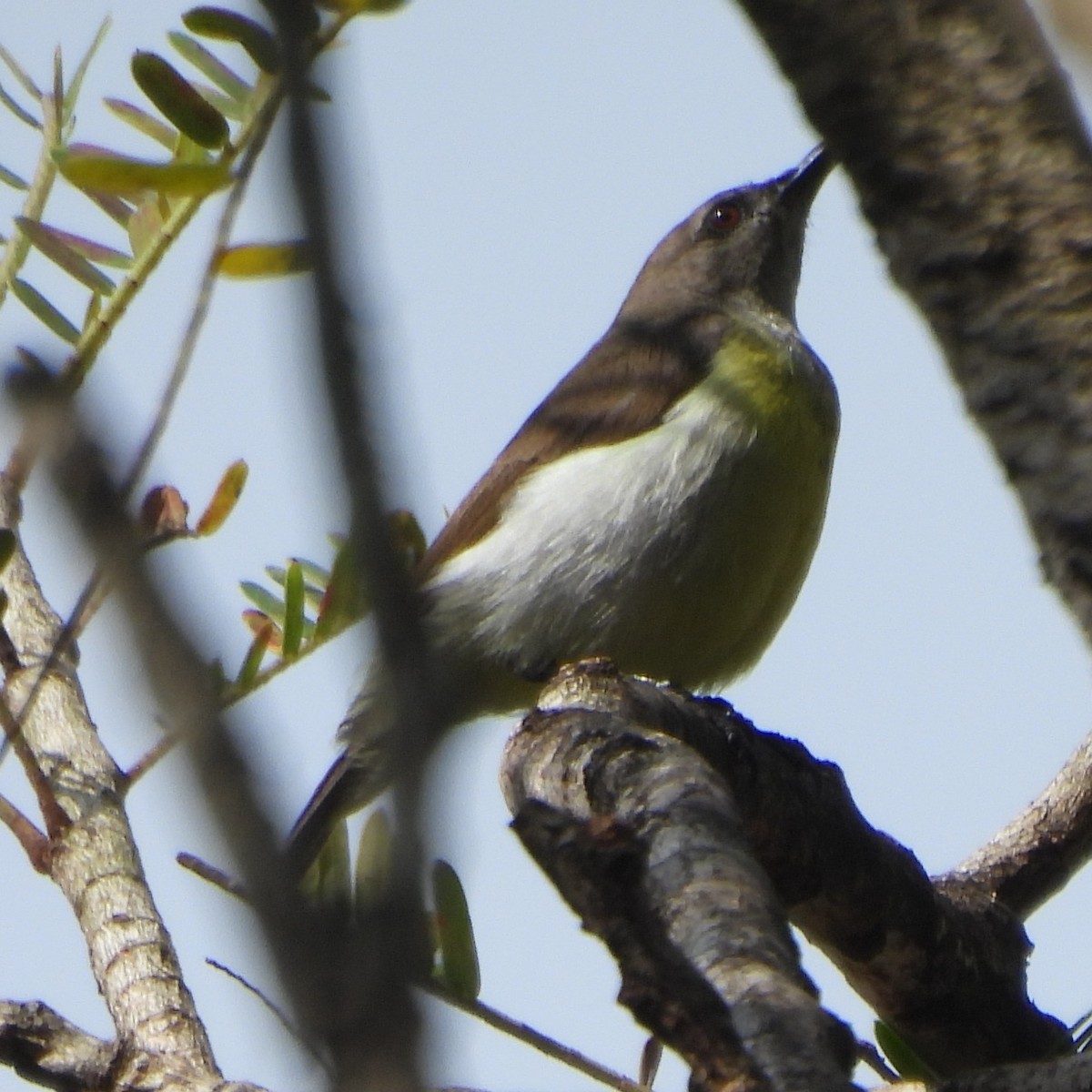 Purple-rumped Sunbird - ML628131689