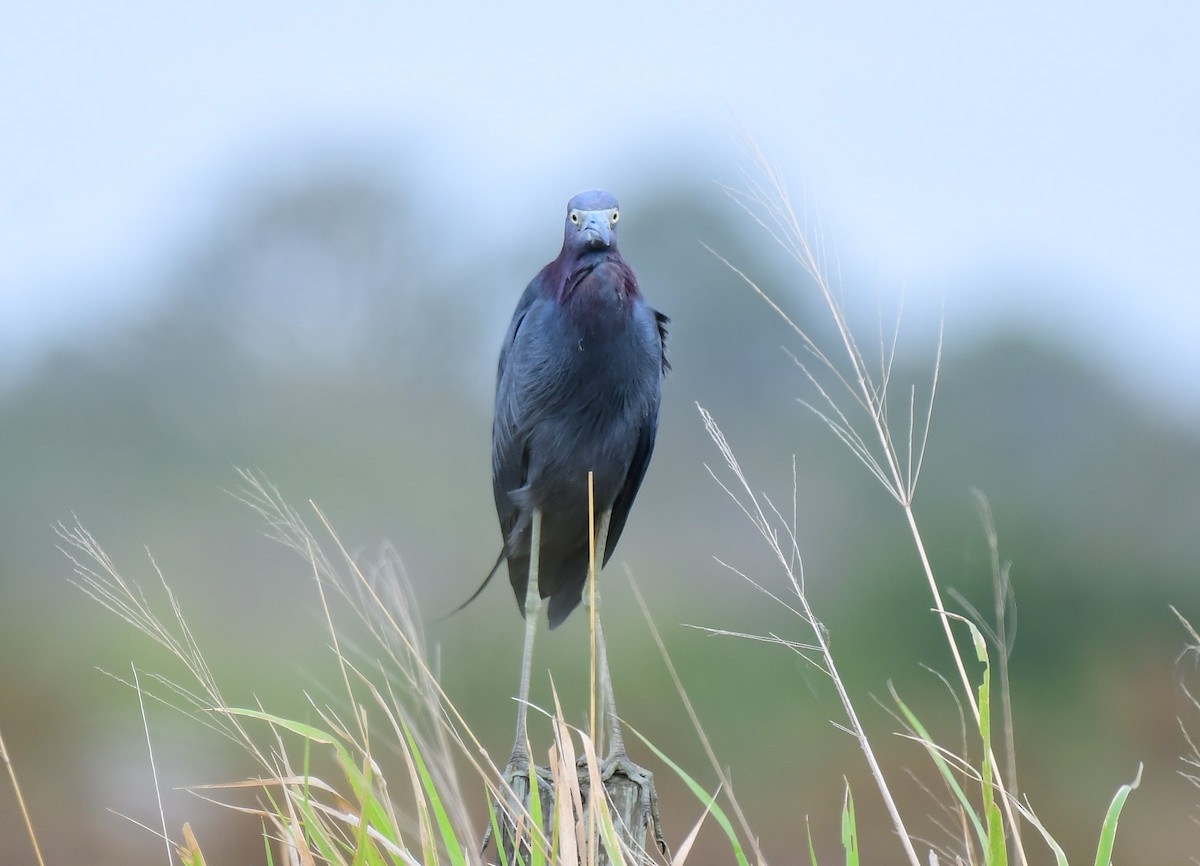 Little Blue Heron - ML628131690