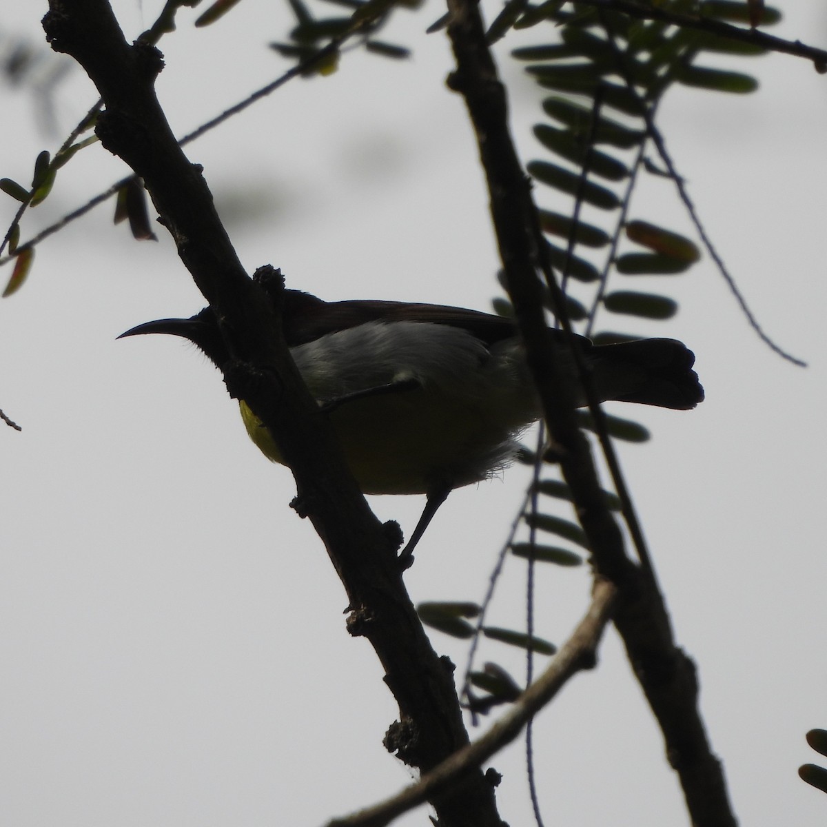 Purple-rumped Sunbird - ML628131691