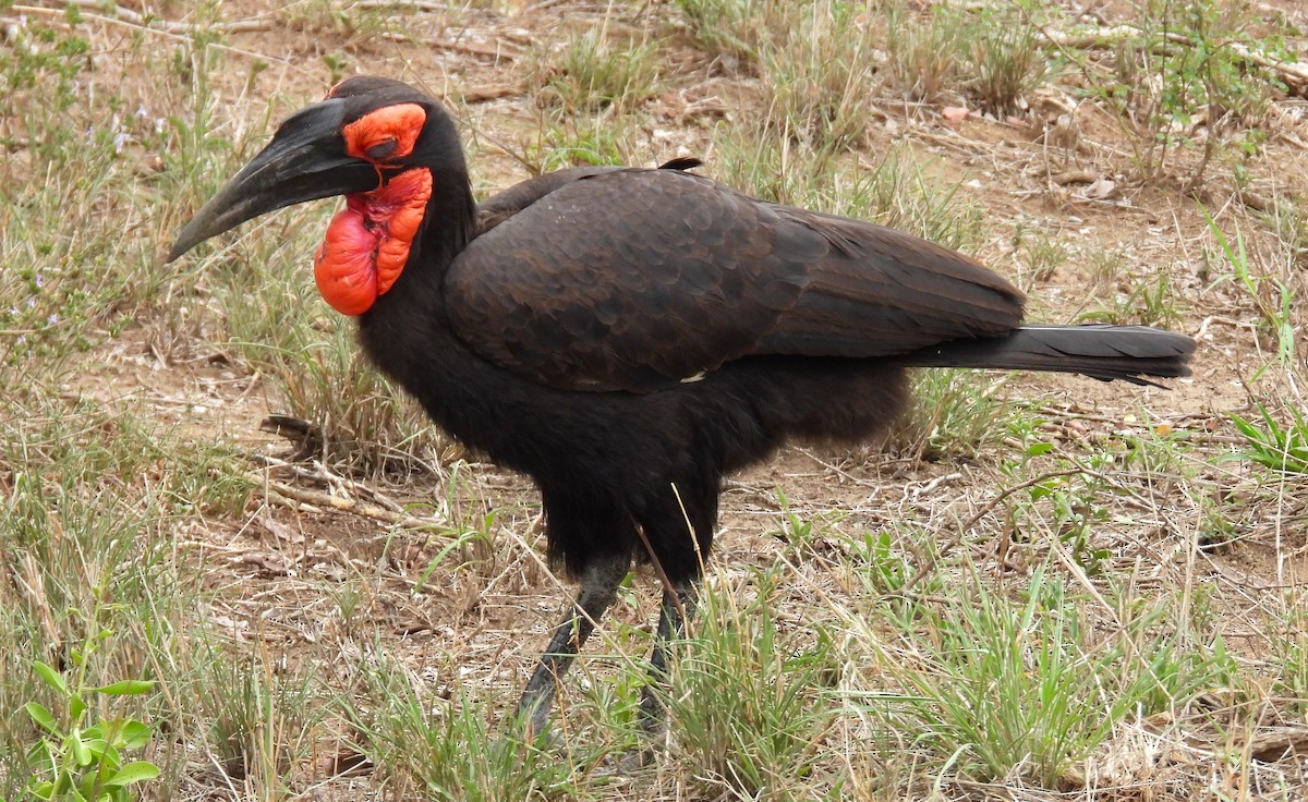 Southern Ground-Hornbill - ML628131692