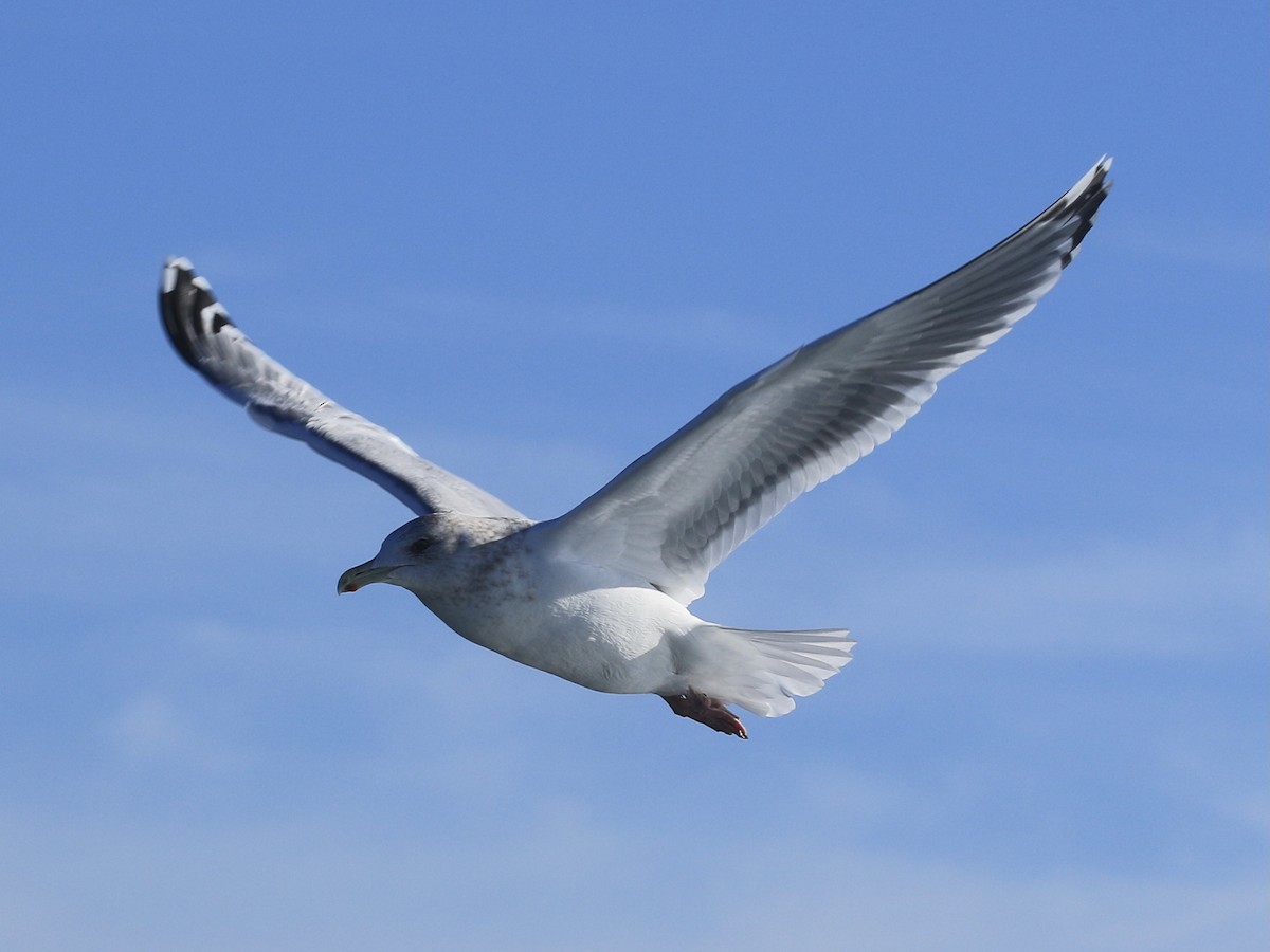 Iceland Gull (Thayer's) - ML628131693