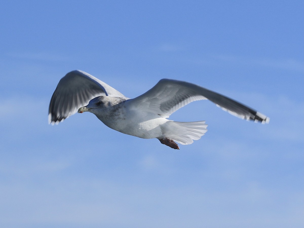 Iceland Gull (Thayer's) - ML628131694