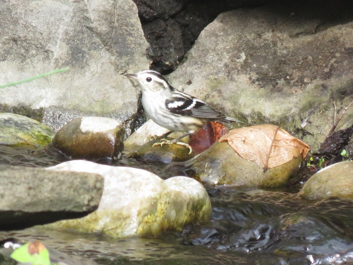 Black-and-white Warbler - ML628131696