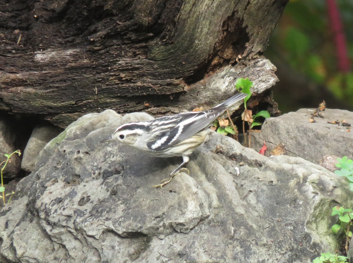 Black-and-white Warbler - ML628131697