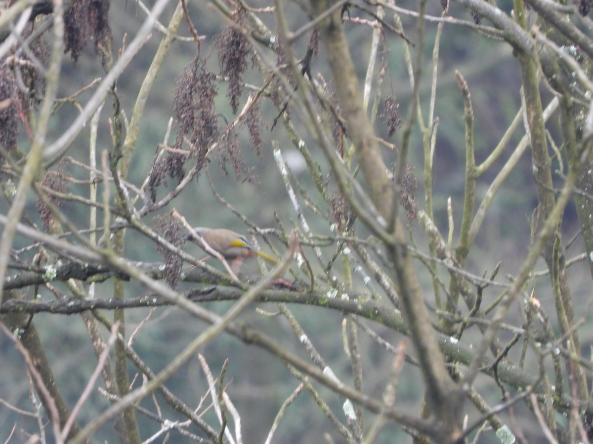 Elliot's Laughingthrush - ML628131698