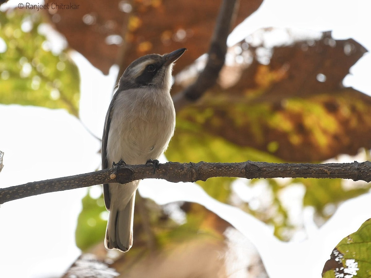 Common Woodshrike - ML628131700