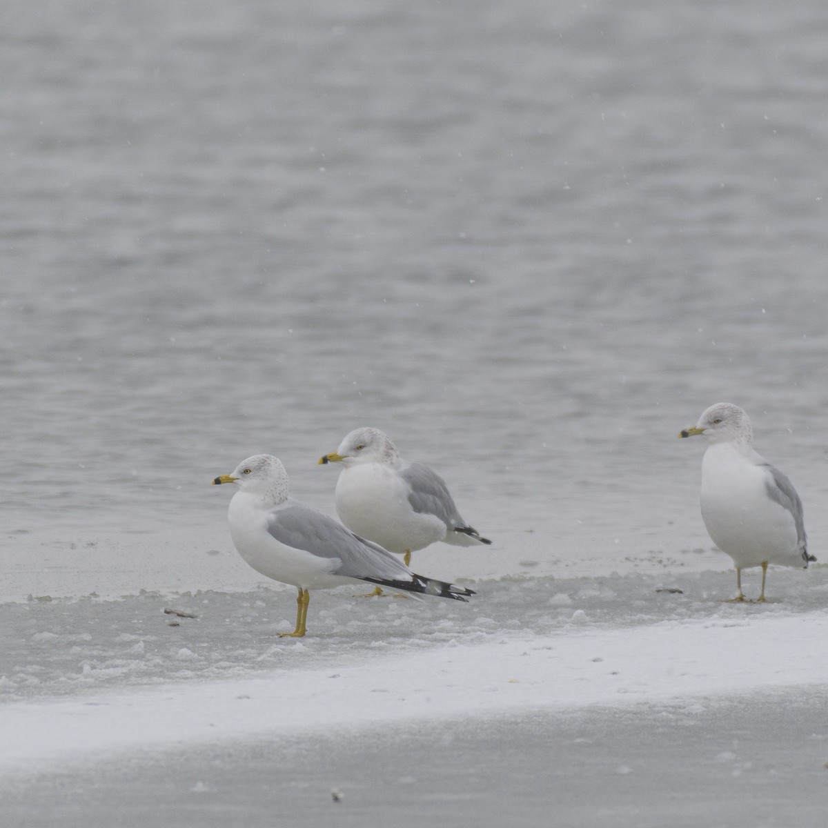 Ring-billed Gull - ML628131701