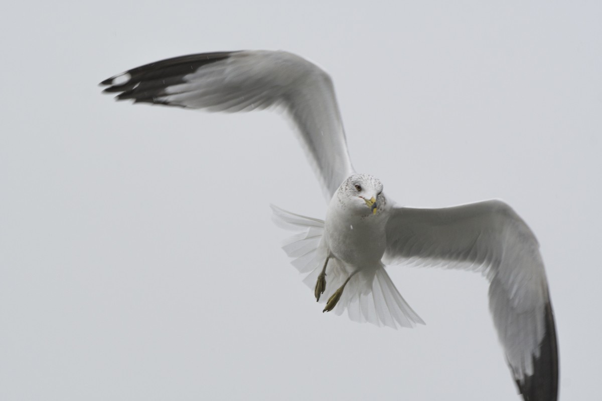 Ring-billed Gull - ML628131703