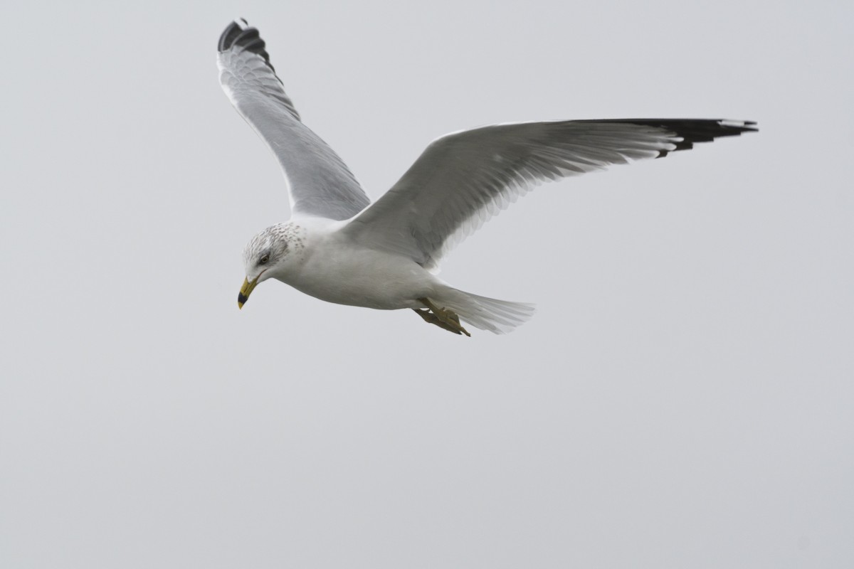 Ring-billed Gull - ML628131704