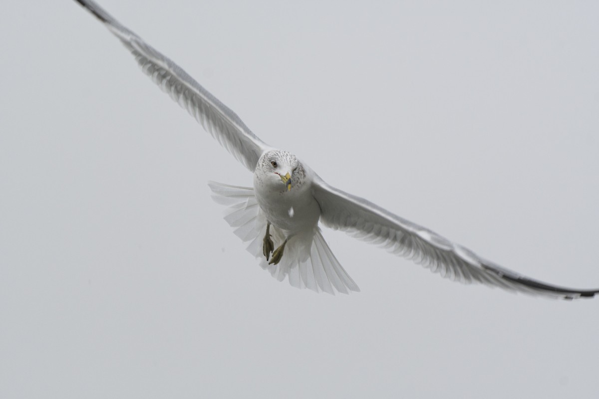 Ring-billed Gull - ML628131705