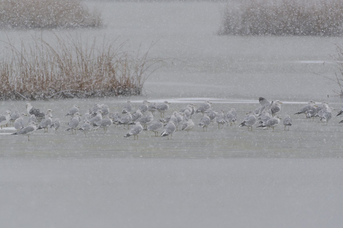 Ring-billed Gull - ML628131706