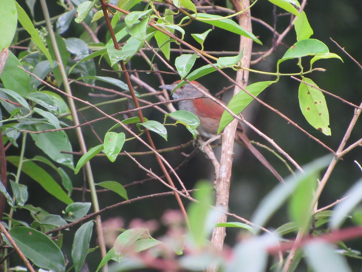 Spix's Spinetail - ML628131707