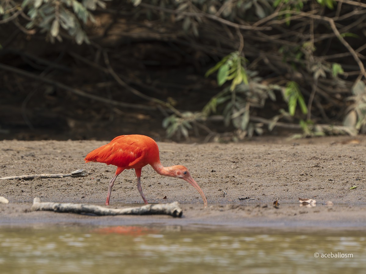 Scarlet Ibis - ML628131708