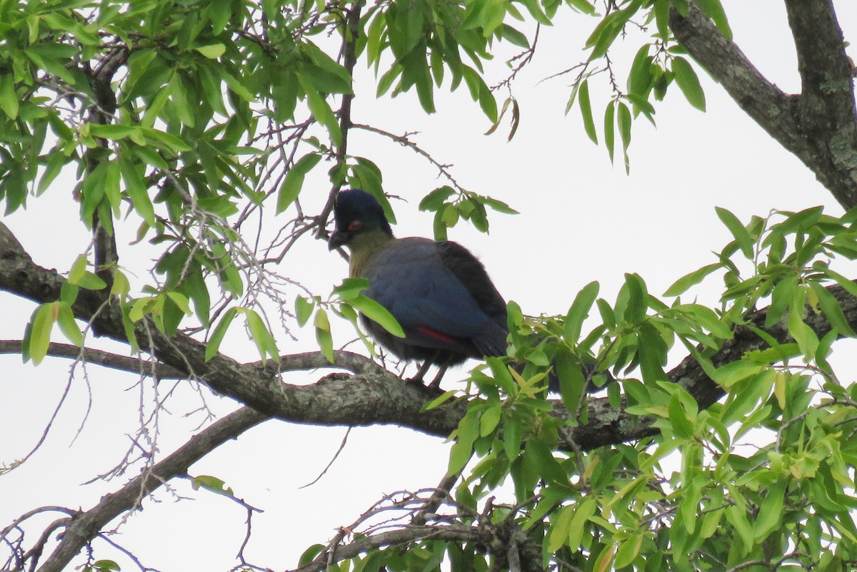 Purple-crested Turaco - ML628131709