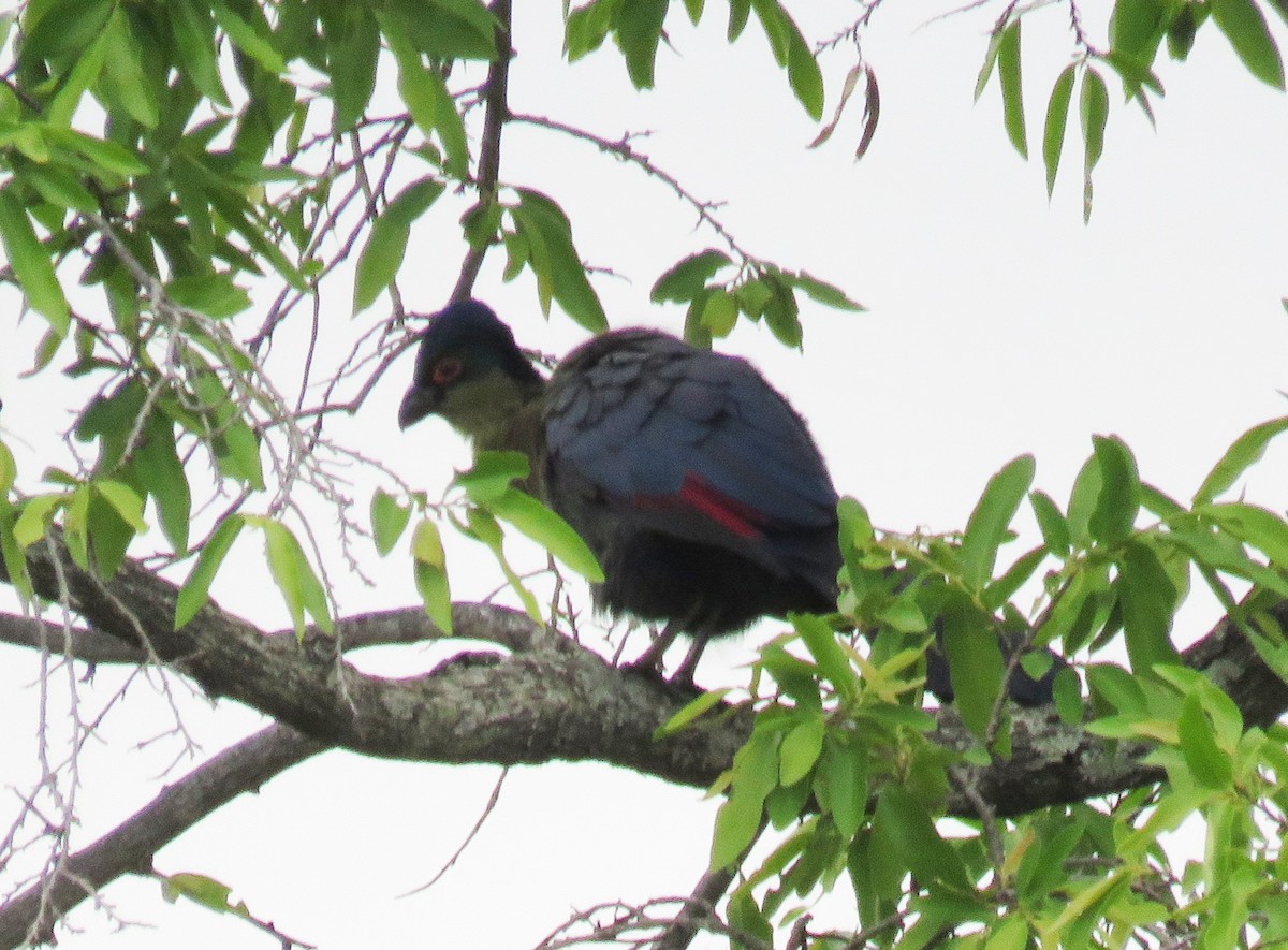 Purple-crested Turaco - ML628131710