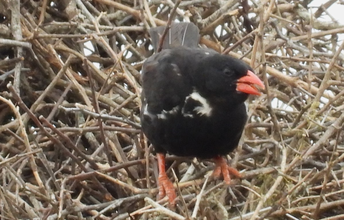 Red-billed Buffalo-Weaver - ML628131712