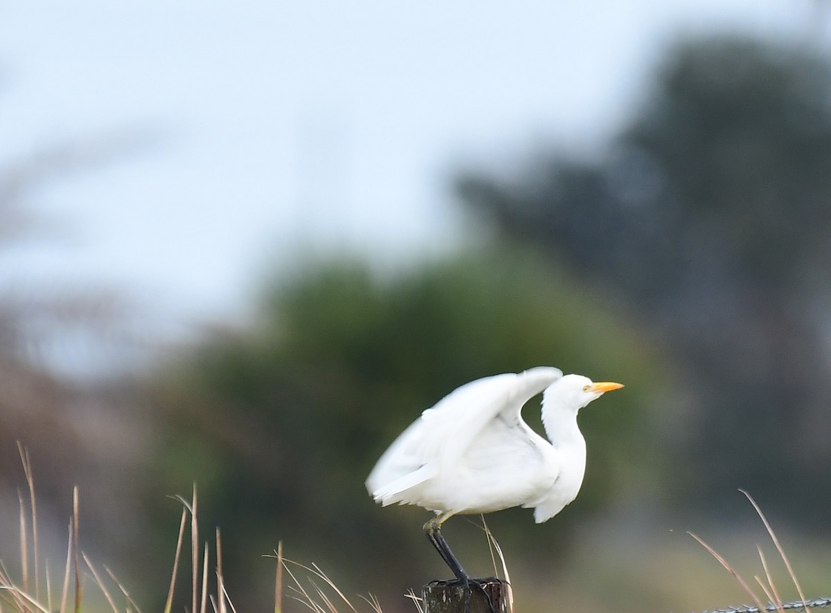 Western Cattle-Egret - ML628131713