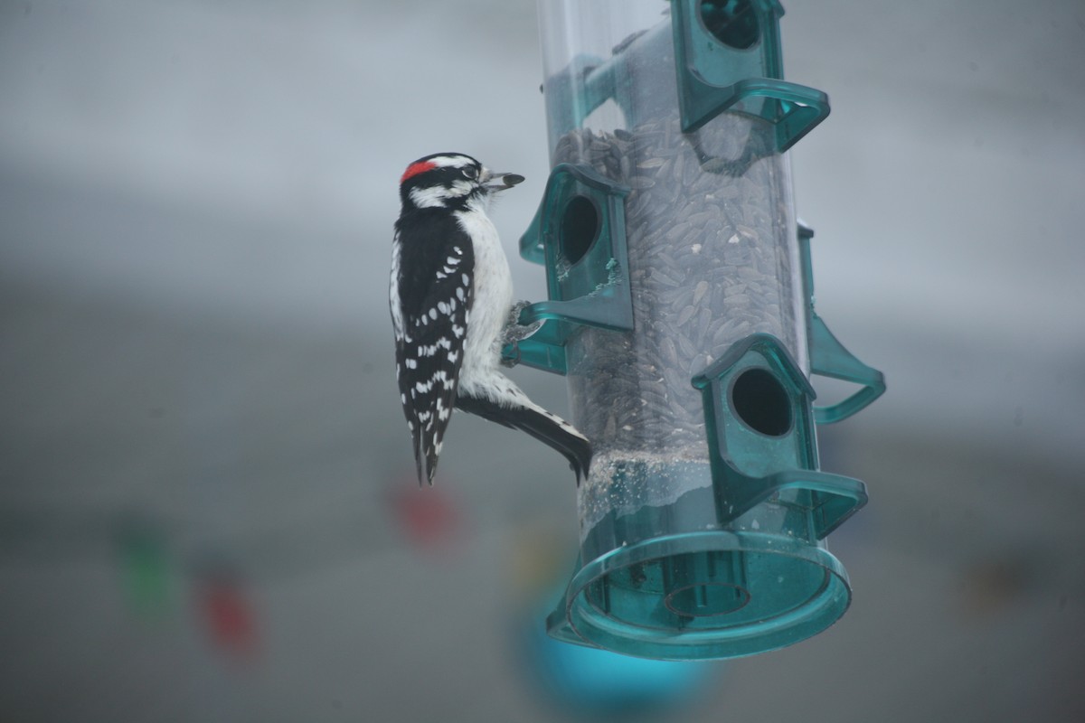 Downy Woodpecker - ML628131714