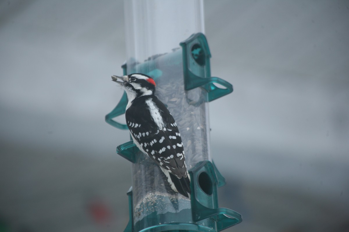 Downy Woodpecker - ML628131715