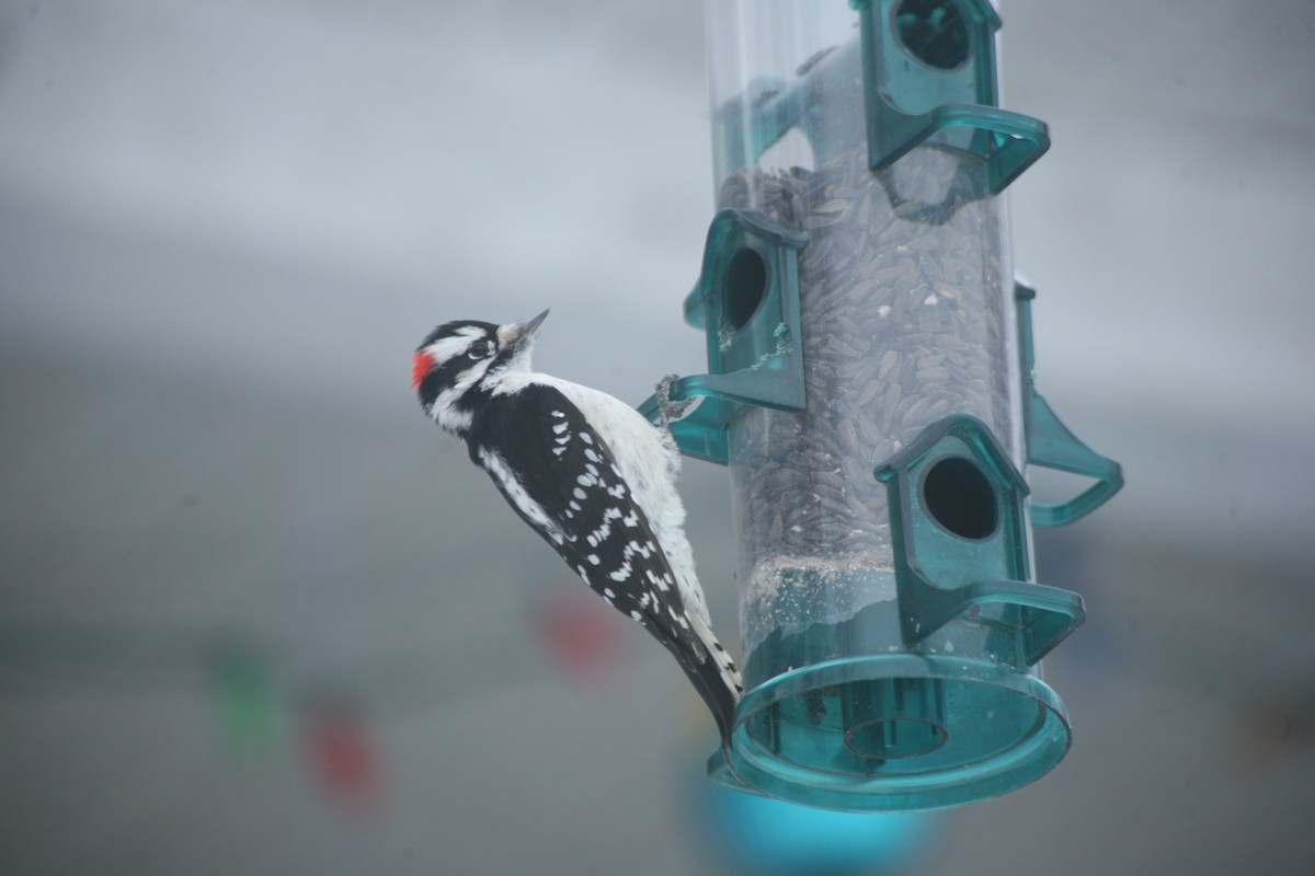 Downy Woodpecker - ML628131716