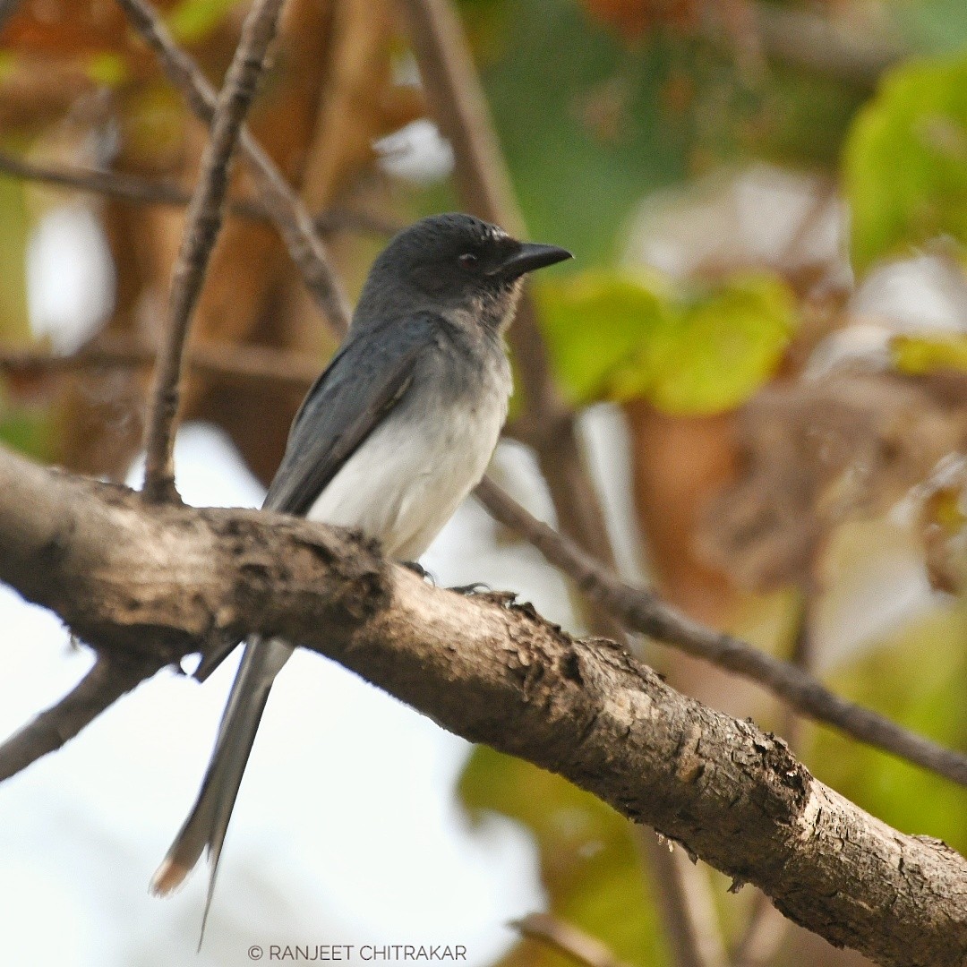 White-bellied Drongo - ML628131718