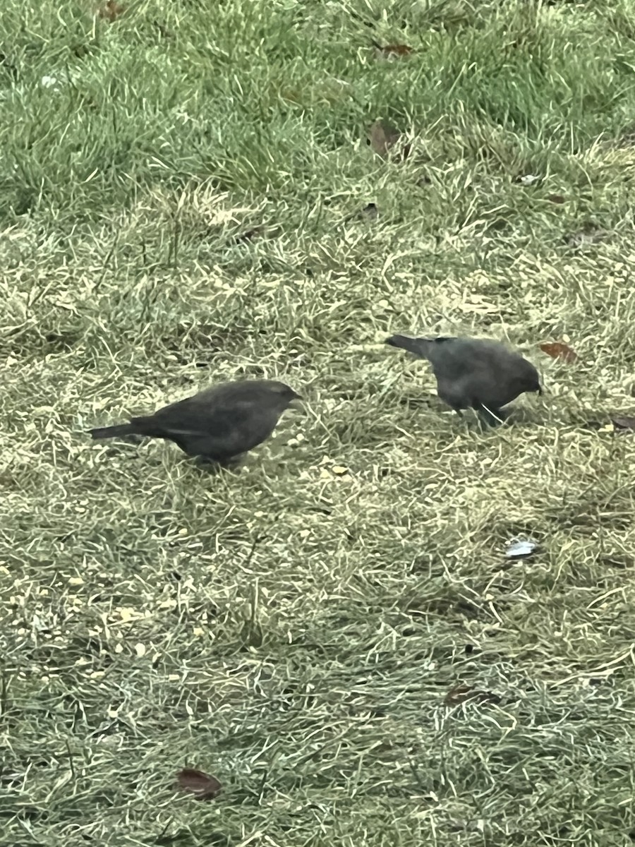 Brown-headed Cowbird - ML628131723