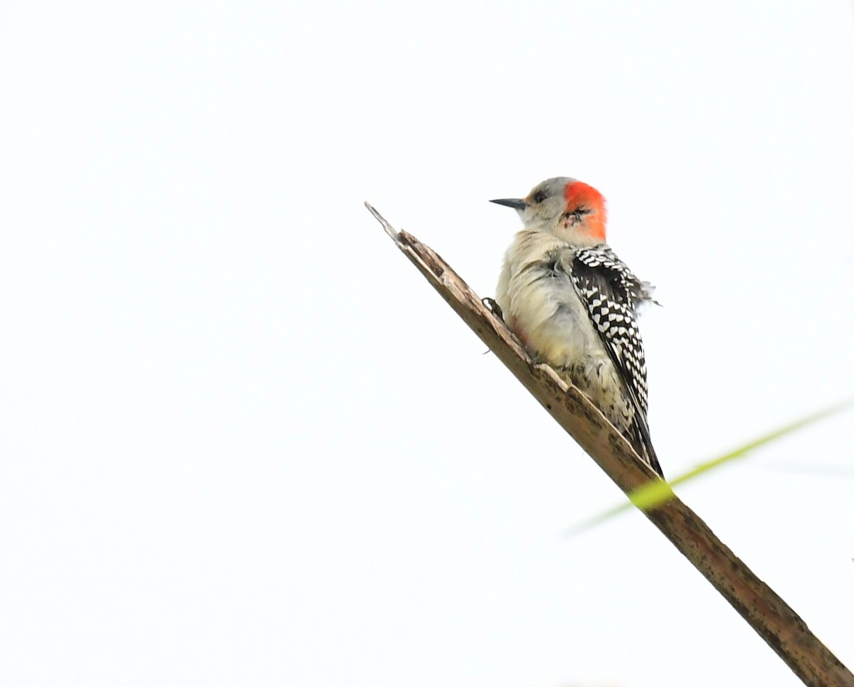 Red-bellied Woodpecker - ML628131732