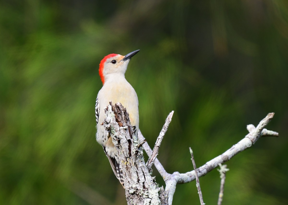 Red-bellied Woodpecker - ML628131751