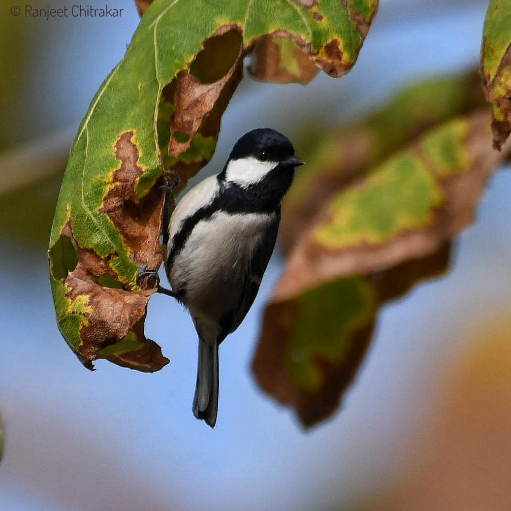 Asian Tit (Cinereous) - ML628131766