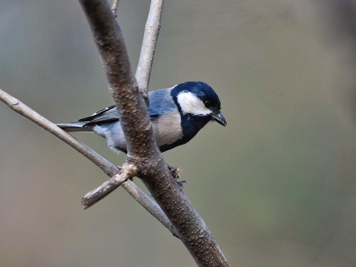 Asian Tit (Cinereous) - ML628131767