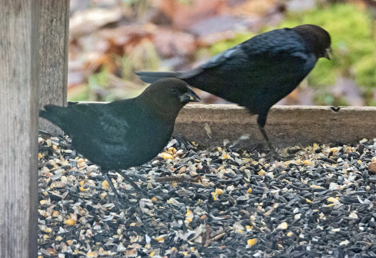 Brown-headed Cowbird - ML628131855