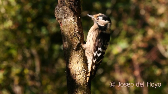 Lesser Spotted Woodpecker - ML628131872