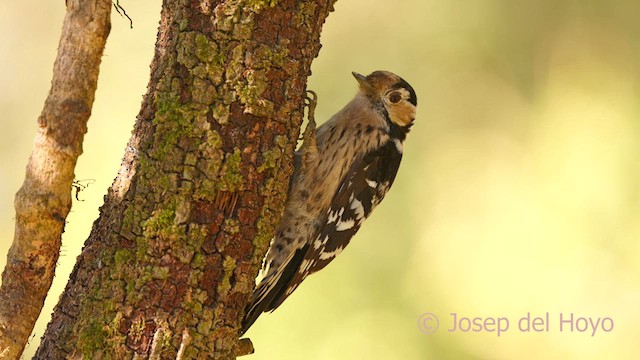 Lesser Spotted Woodpecker - ML628131953