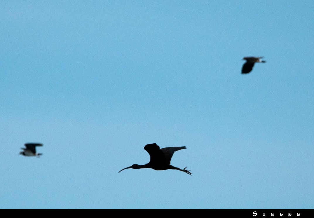 ibis hnědý - ML628131956