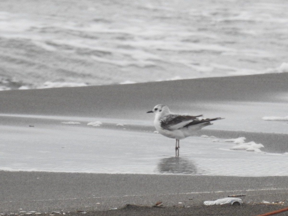 Mouette pygmée - ML628131958