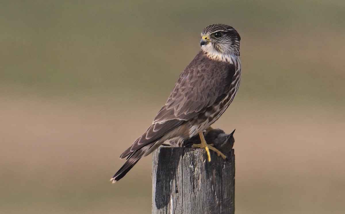 Merlin - ML628131960