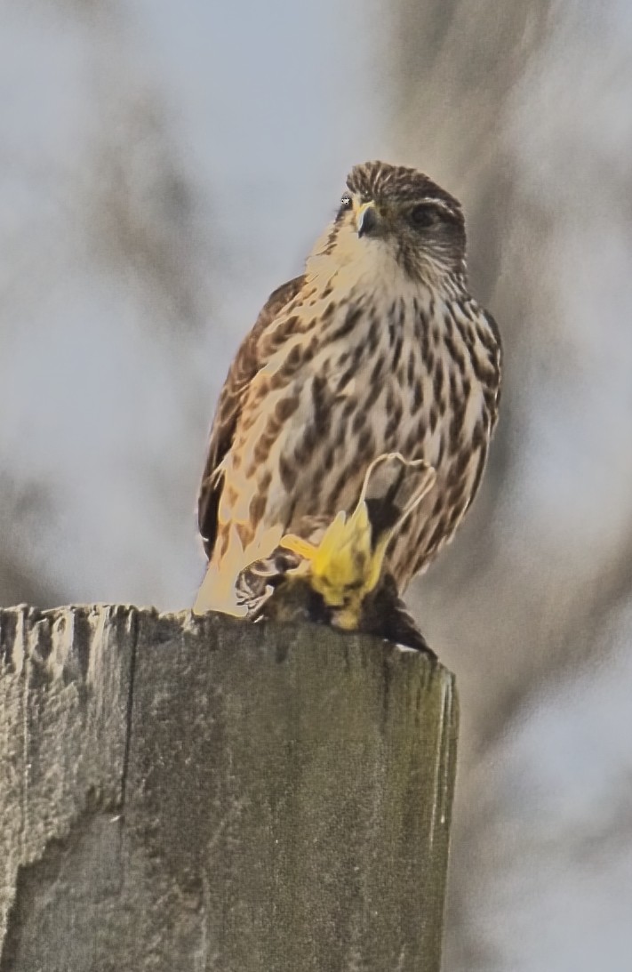 Merlin - ML628131961
