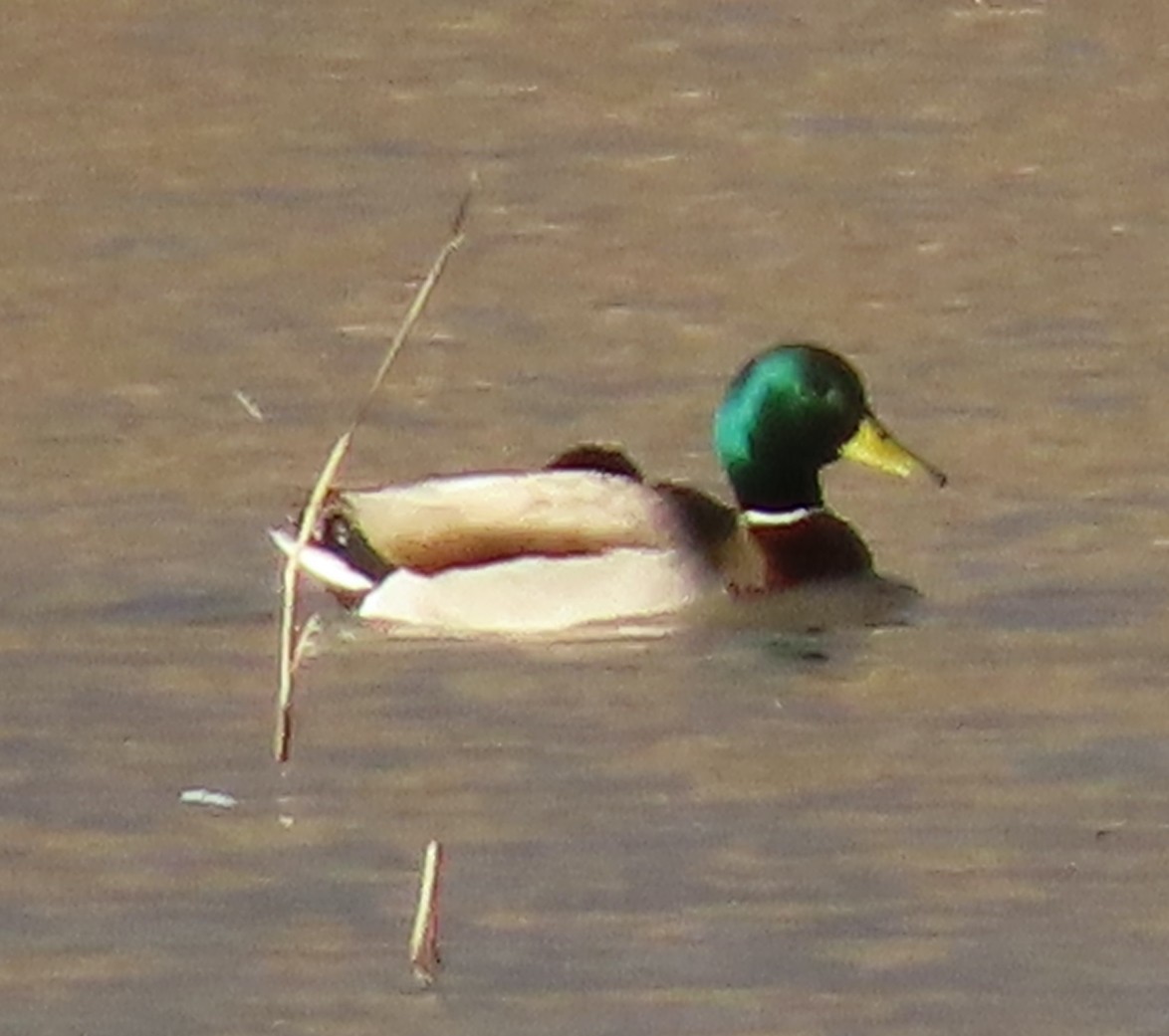 Canard colvert - ML628131965