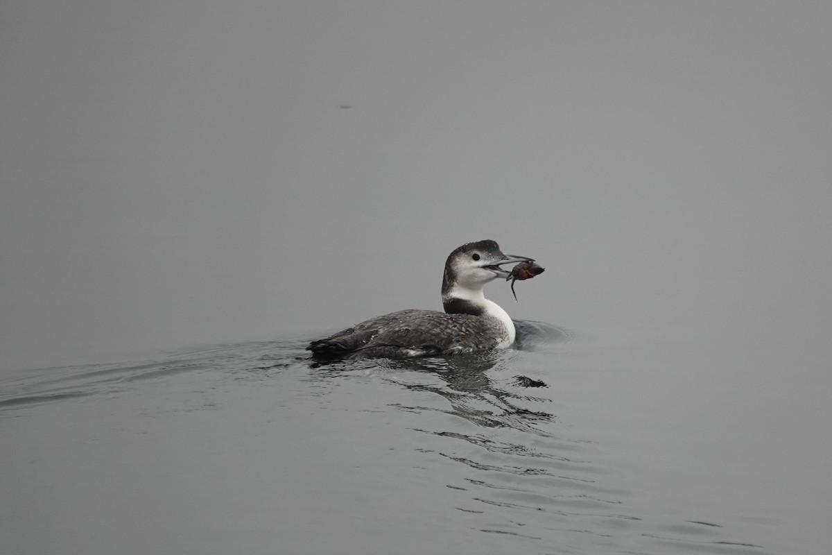 Plongeon huard - ML628131968