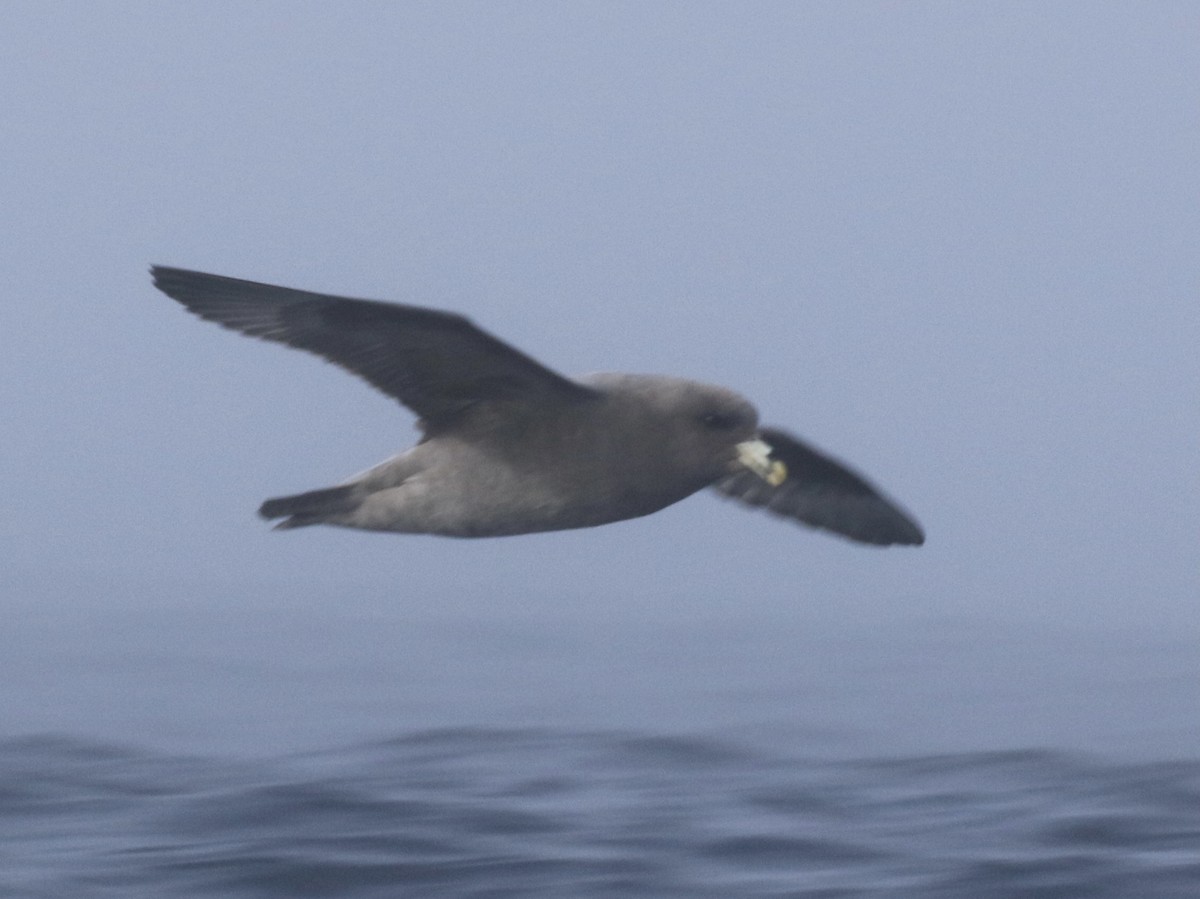 Fulmar boréal - ML628131975