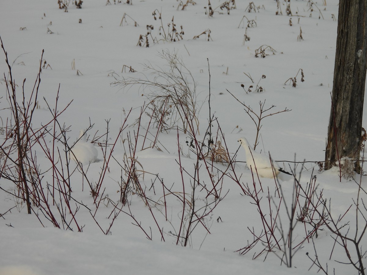 Willow Ptarmigan - ML628131998