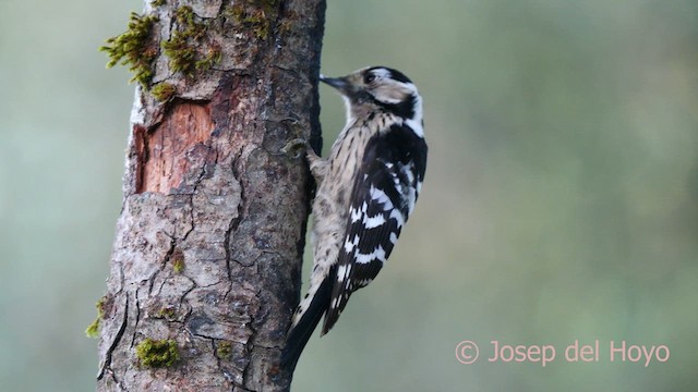 Lesser Spotted Woodpecker - ML628132001